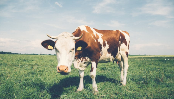 Connecting the dots between livestock, their environmental burdens, dietary preferences and food security in the US